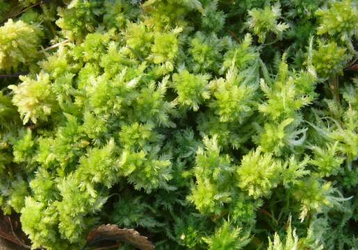 Image of Prairie sphagnum moss