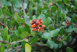 Image of lemonade sumac