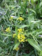 Image of Austrian Field Cress