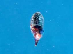 Image of bigfin reef squid