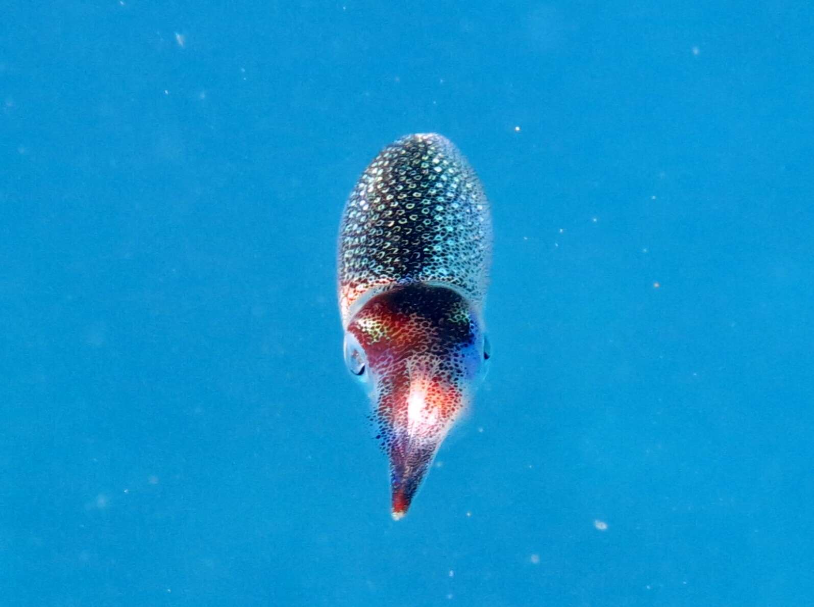 Image of bigfin reef squid