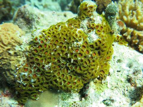 Image of Fluorescent zoanthids