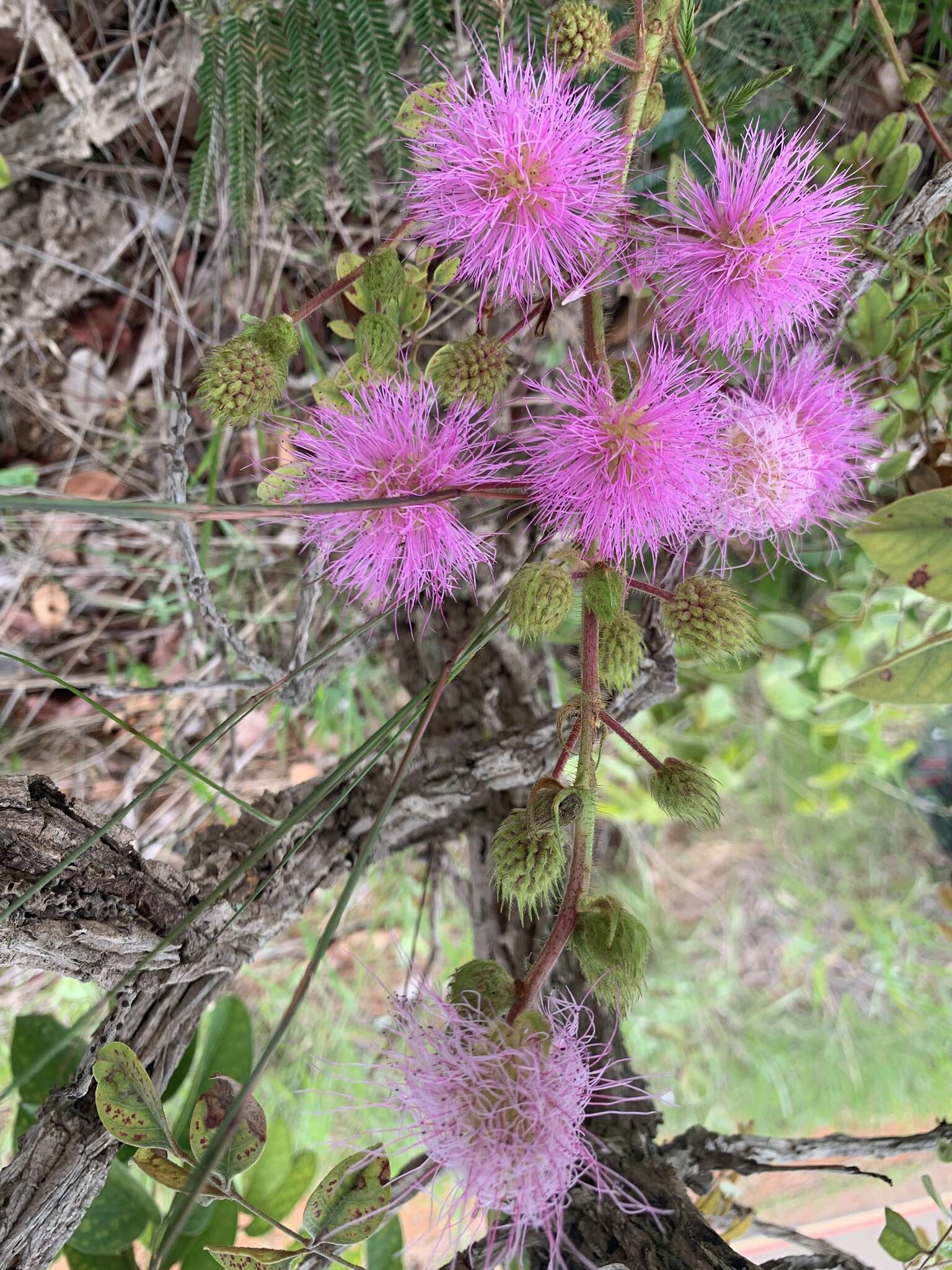 Слика од Mimosa claussenii Benth.