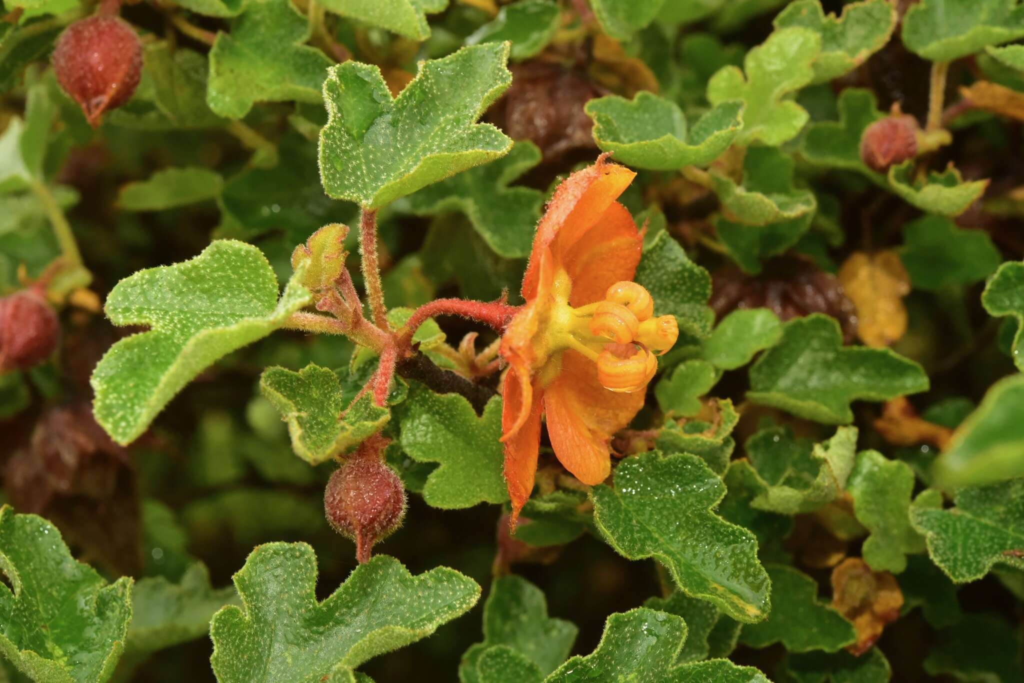 Image of Pine Hill flannelbush