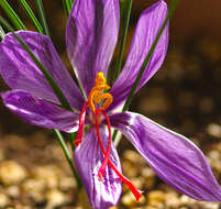 Image of autumn crocus