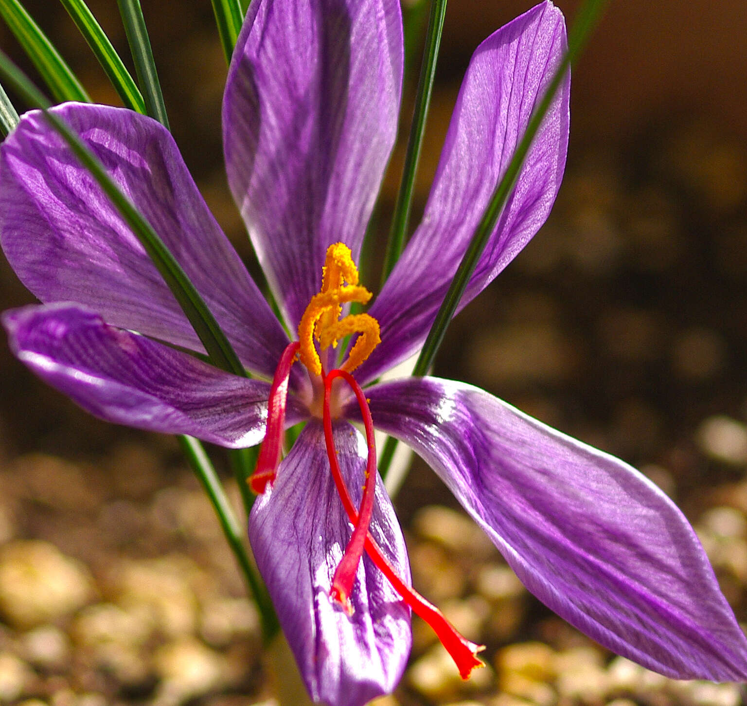 Image of autumn crocus