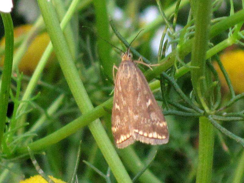 Image of Beet Webworm Moth