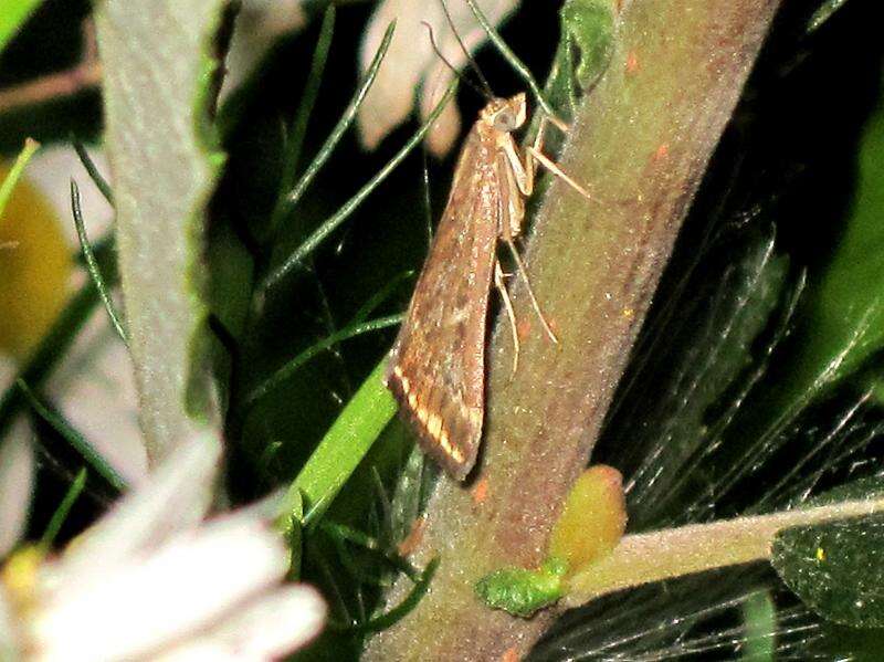 Image of Beet Webworm Moth