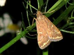 Image of Beet Webworm Moth