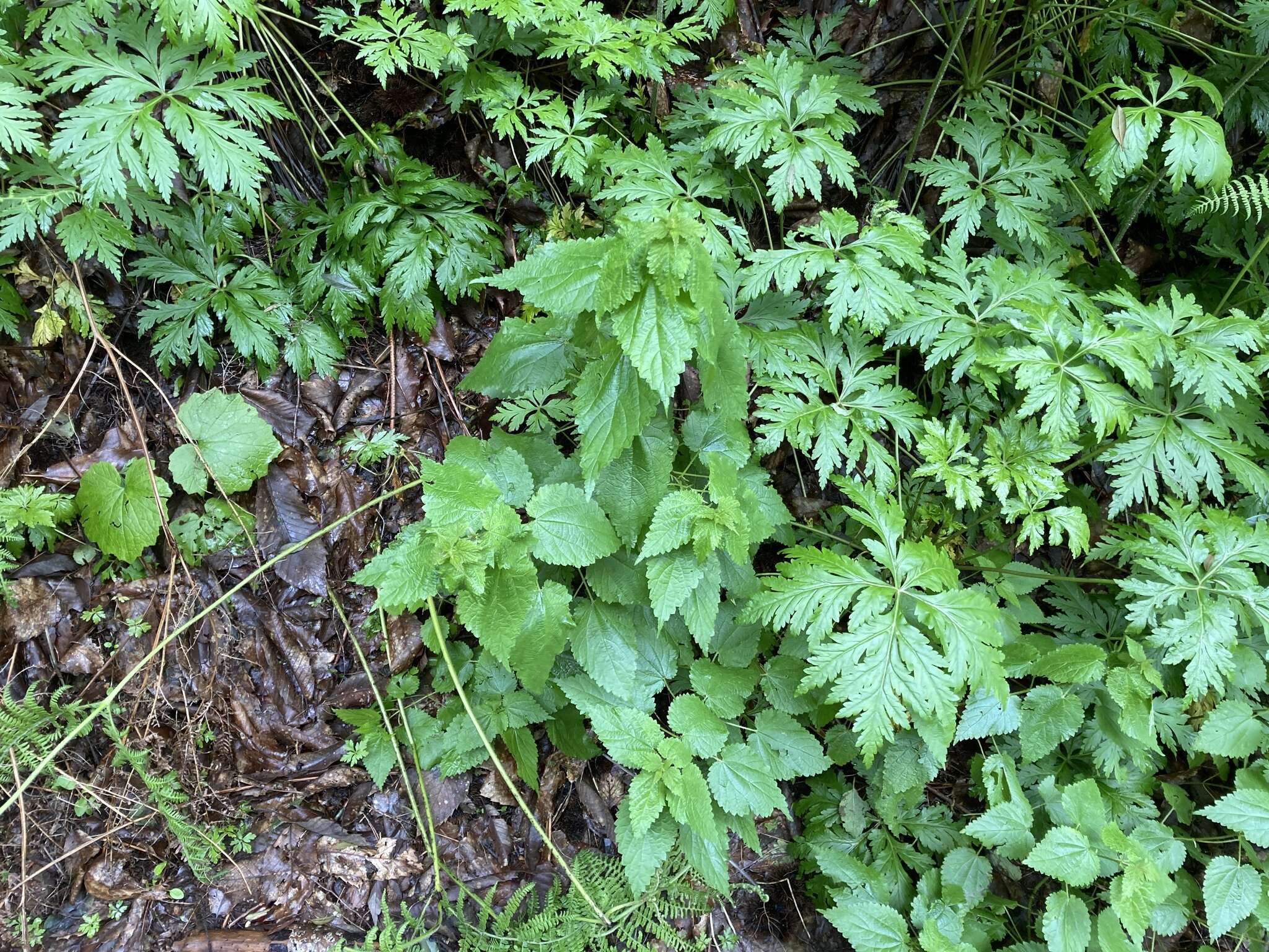 Image of Urtica morifolia Poir.