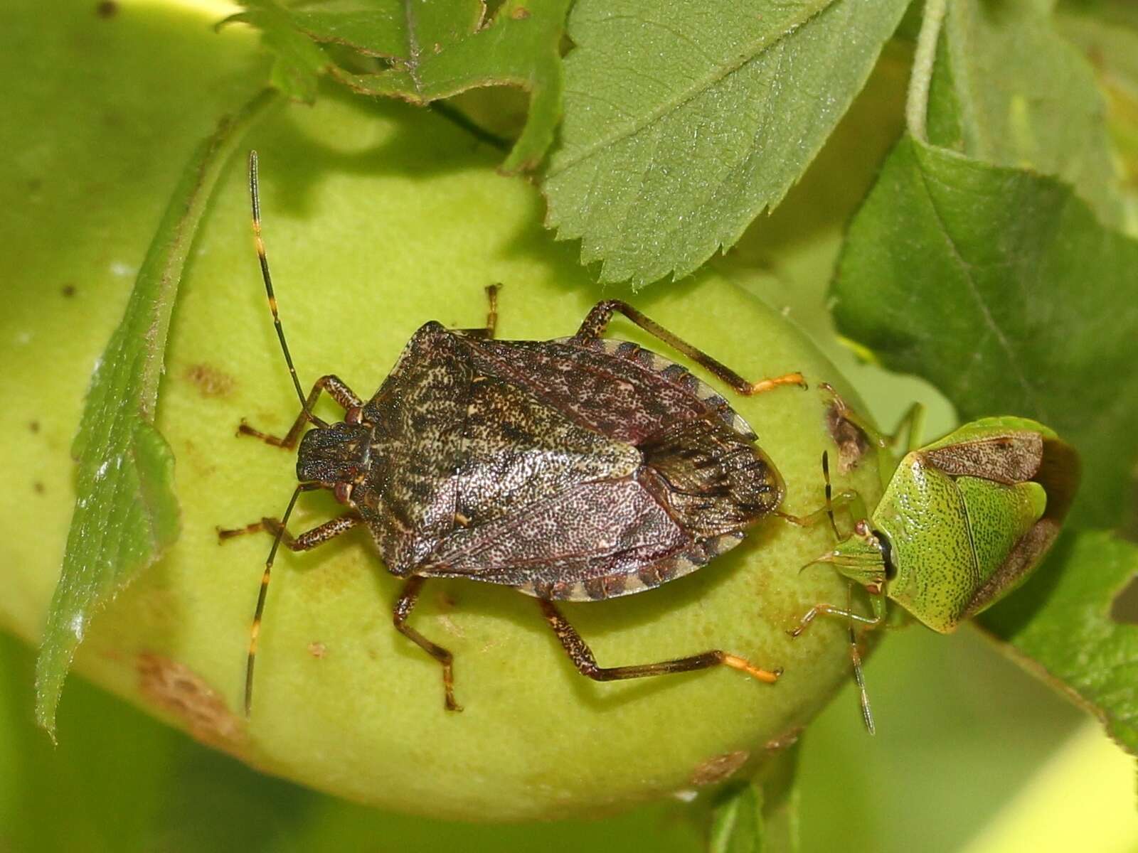 Image of Brown marmorated stink bug