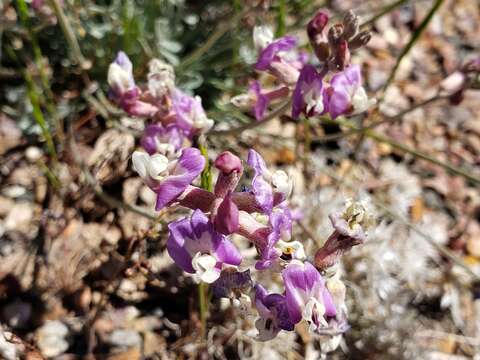 Image of Torrey's milkvetch