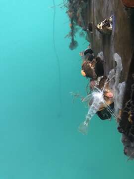 Image of dock shrimp