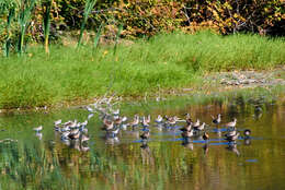 Image of Short-billed Dowitcher