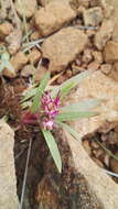 Delosperma carolinense N. E. Br. resmi