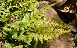 Imagem de Asplenium adiantum-nigrum L.