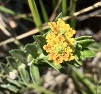 Image of Lippia arechavaletae Moldenke