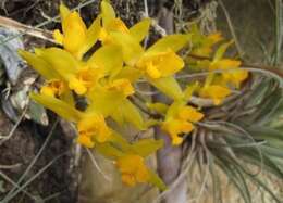 Image of Sweet scented Lycaste