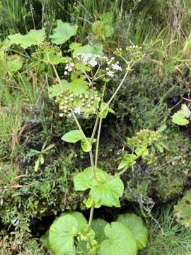 Image of Pericallis murrayi (Bornm.) B. Nord.