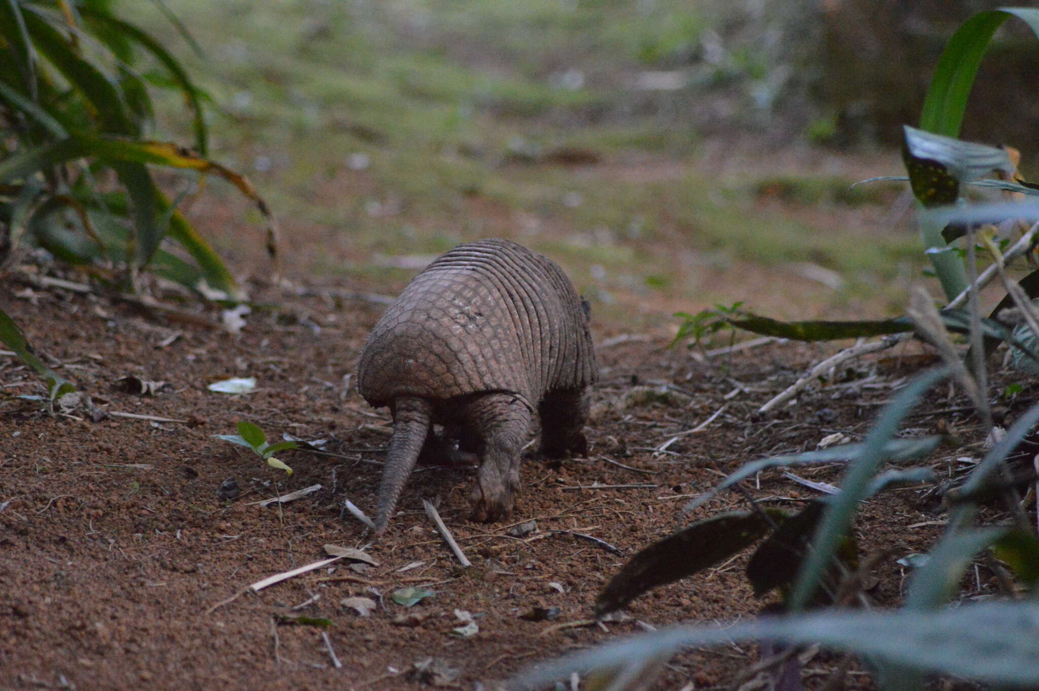 Image of Greater Naked-tailed Armadillo