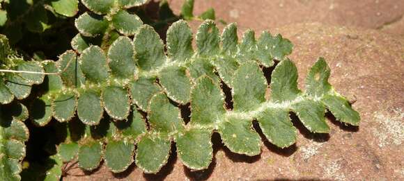 Image of Asplenium ceterach L.