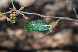 Image of Quercus castanea Née