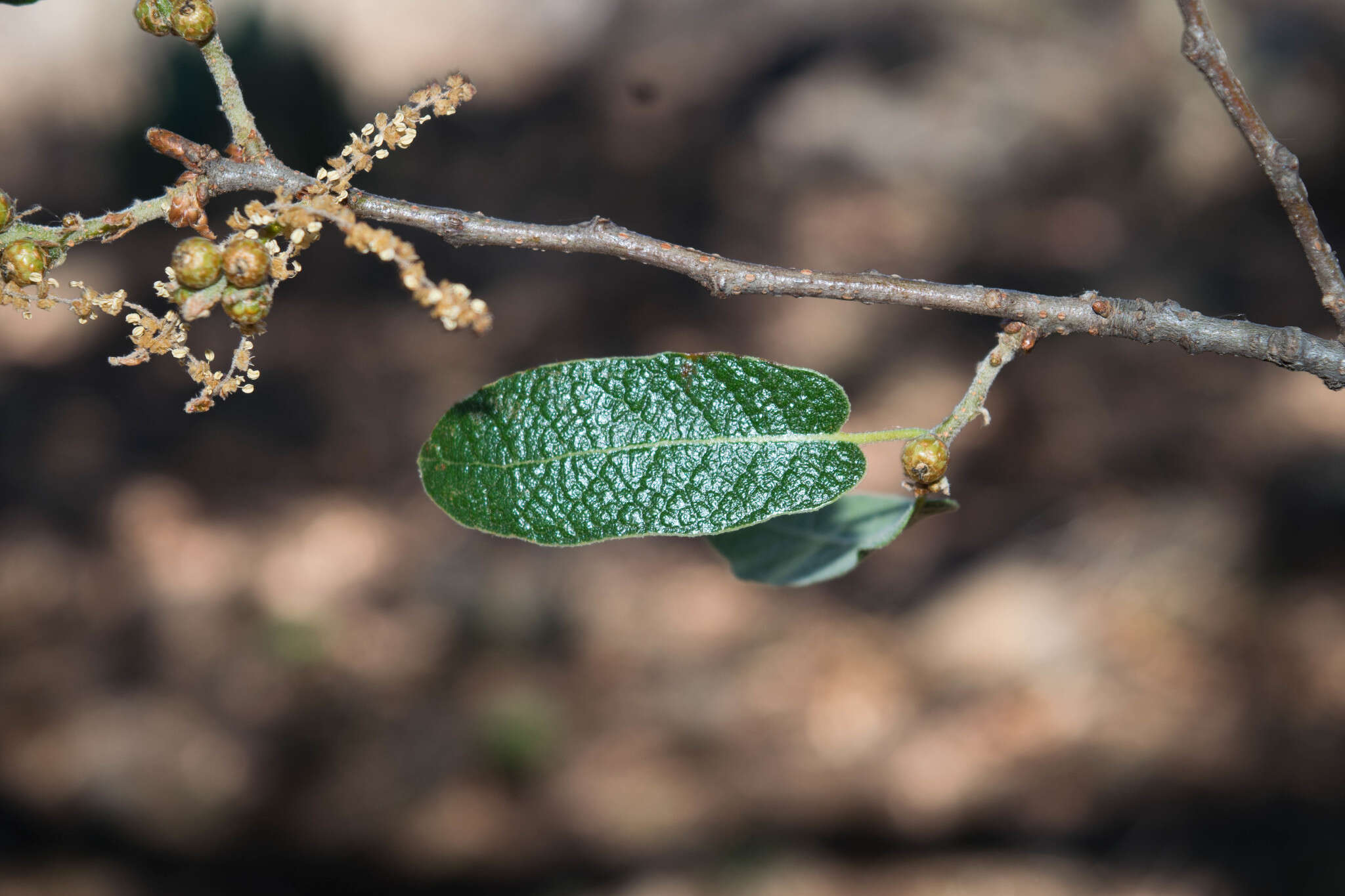 Слика од Quercus castanea Née