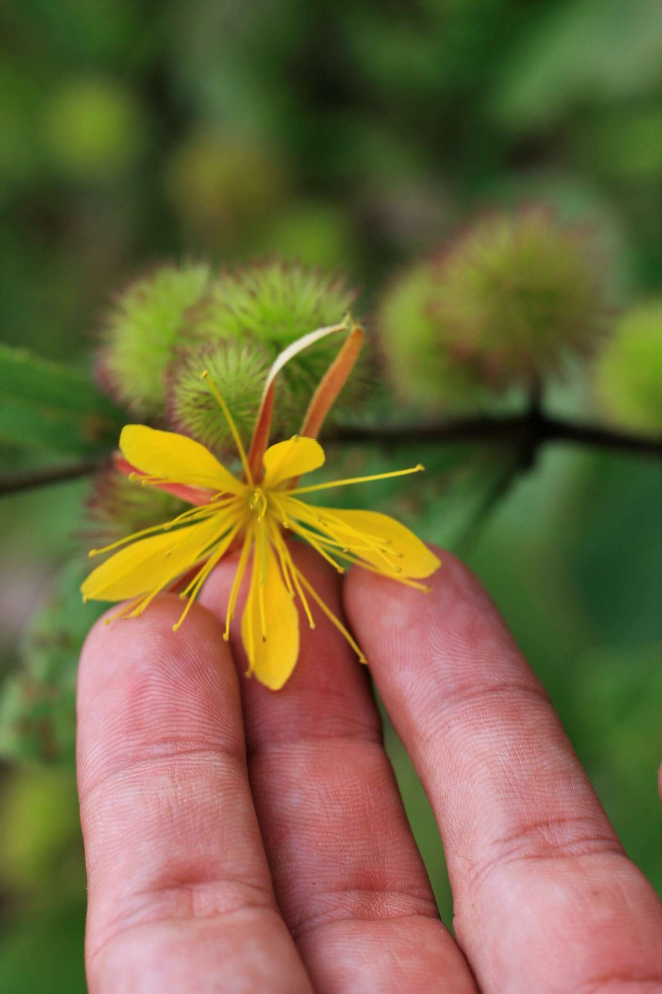 Слика од Triumfetta polyandra