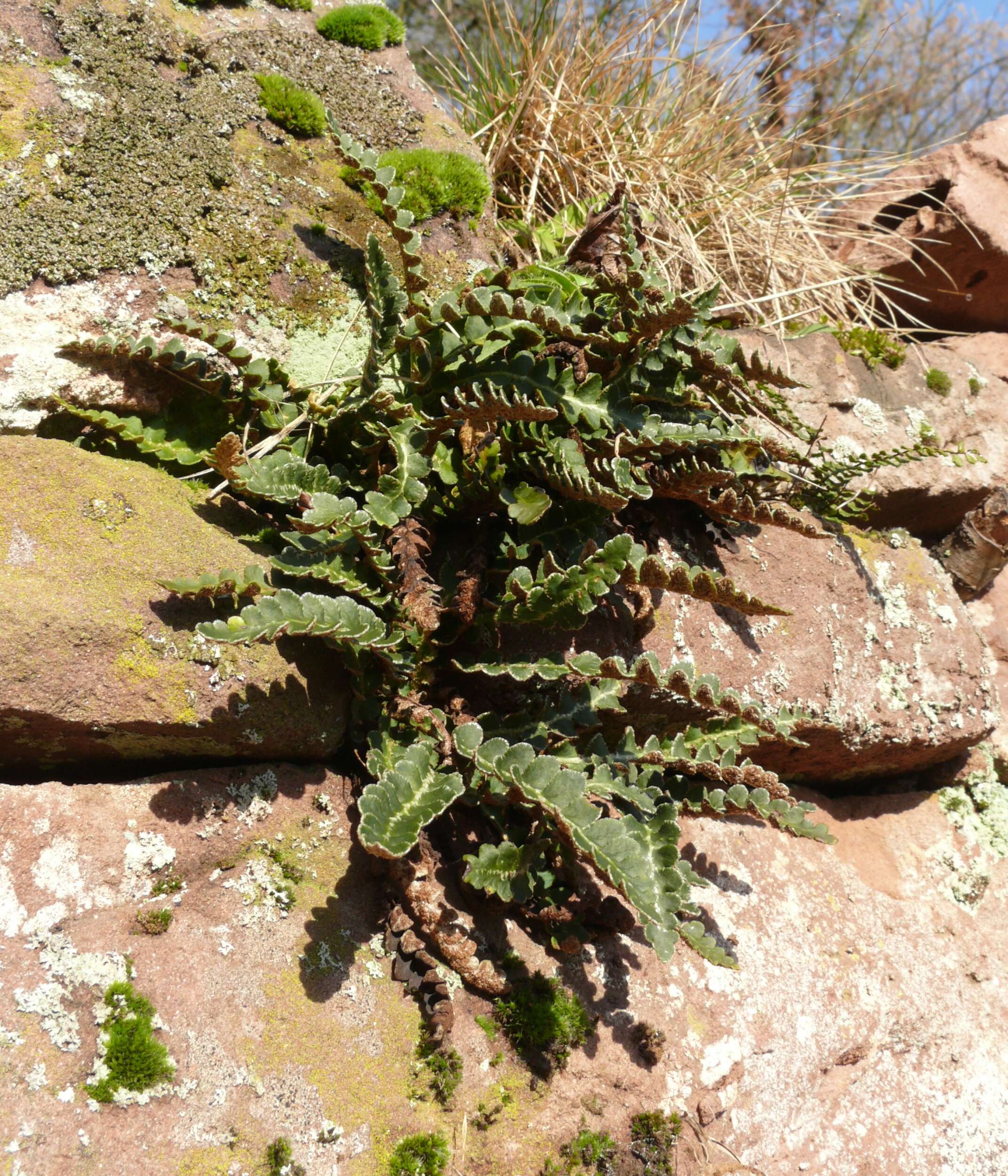 Plancia ëd Asplenium ceterach L.