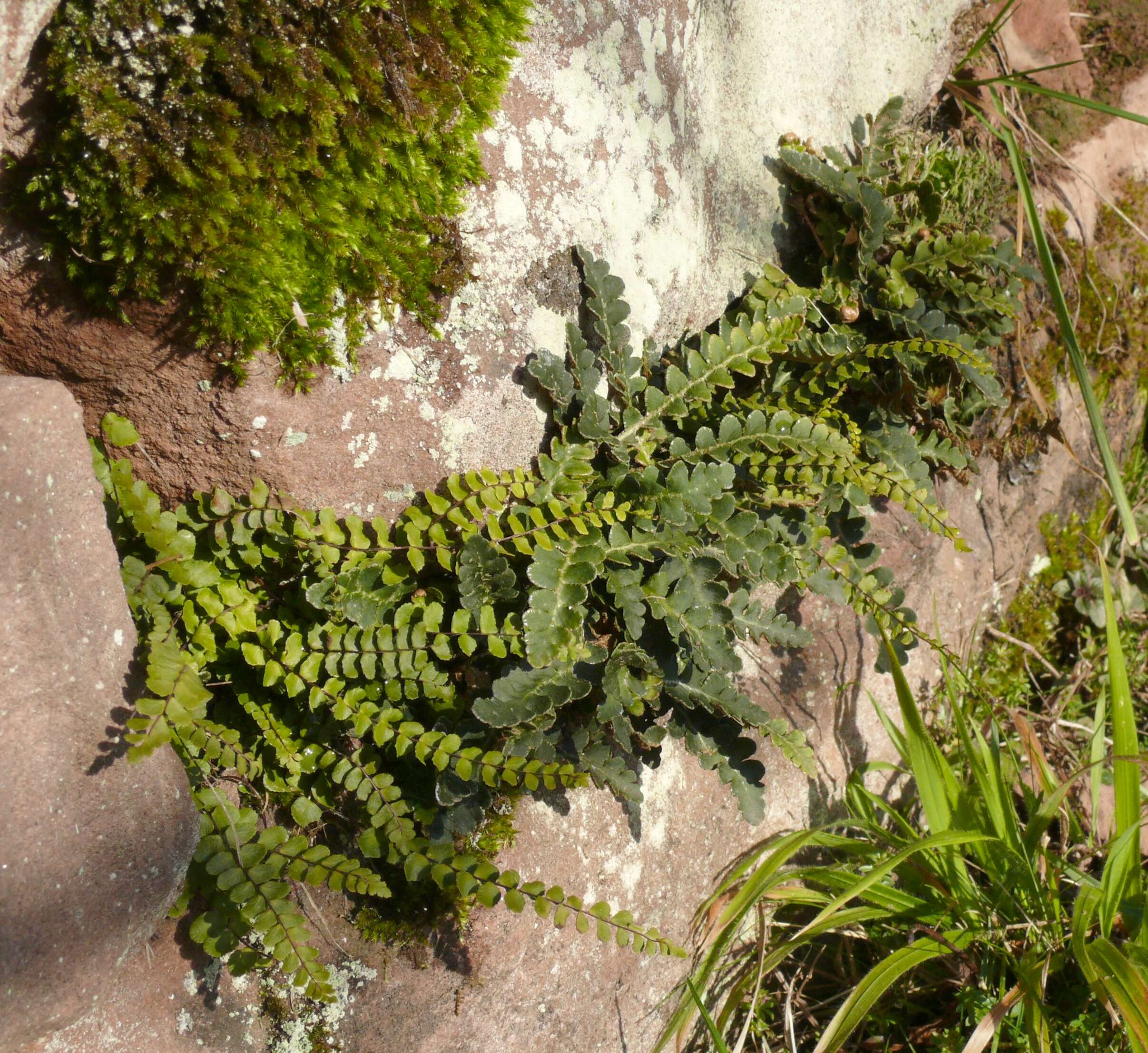 Plancia ëd Asplenium ceterach L.