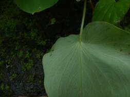 Image of Ariopsis peltata Nimmo