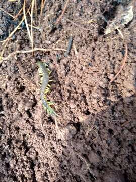 Image of Scolopendra viridis maya Saussure 1860