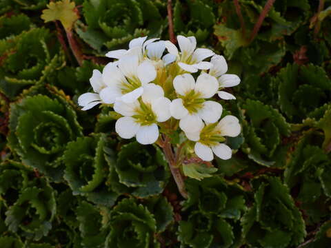 Image of Saxifraga pedemontana All.