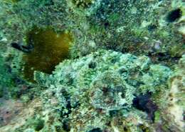 Image of Smallscale scorpionfish