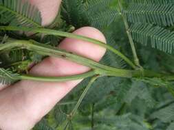 Image de Acacia irrorata Sieber ex Spreng.