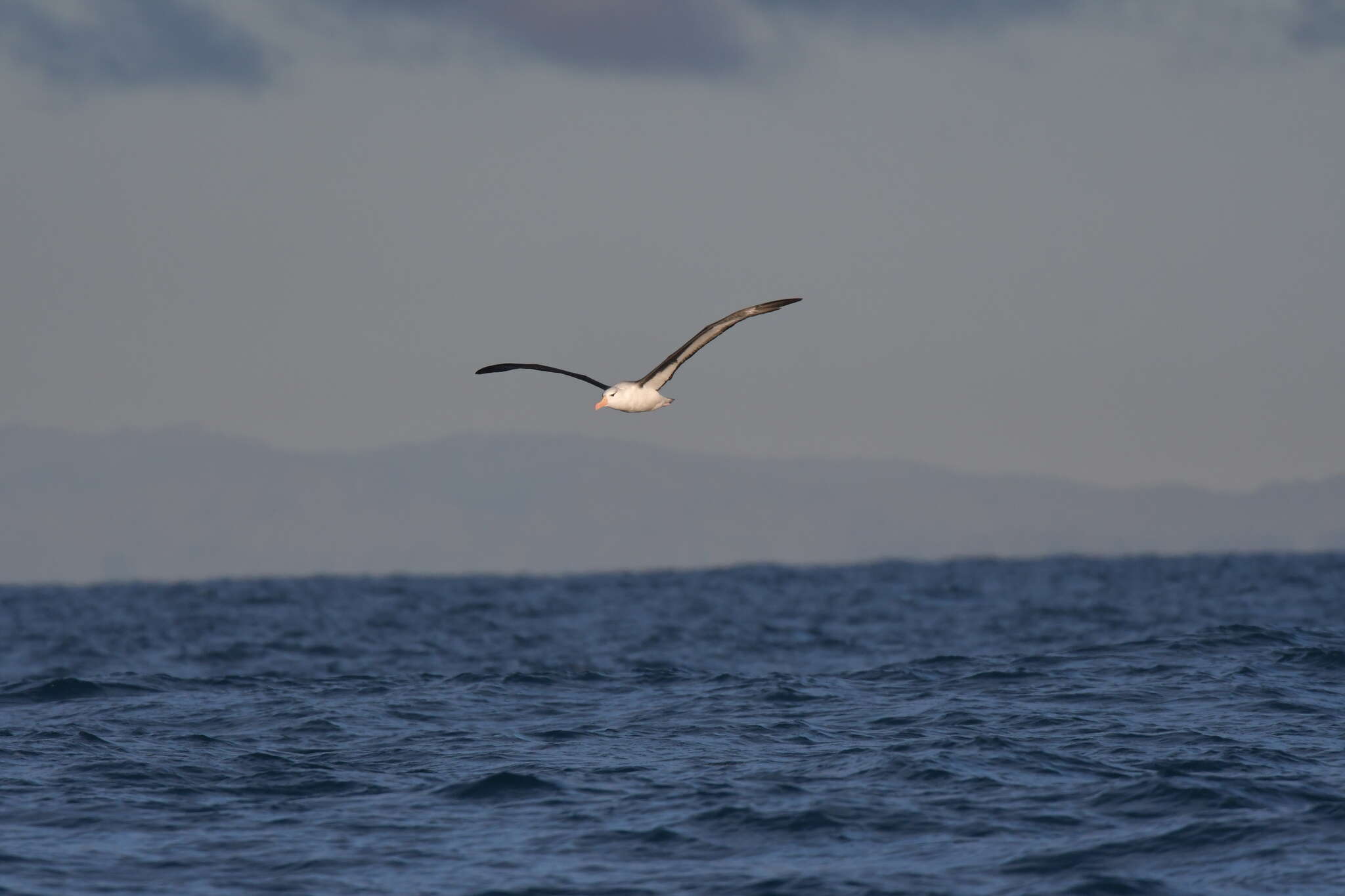 Image of black-browed albatross