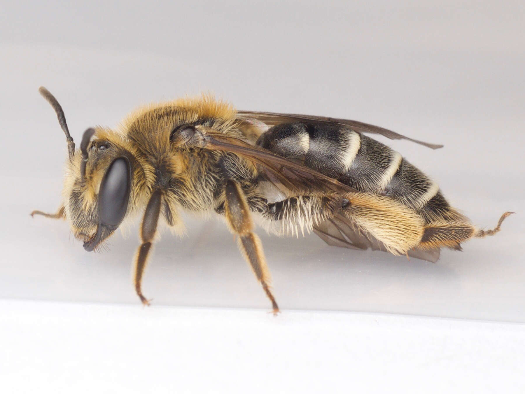 Image of Cresson's Andrena