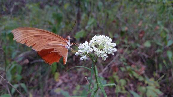 Image of Dryas