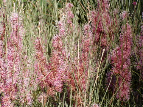 Image de Hakea scoparia Meissner