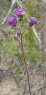 Image of Senecio erubescens Ait.