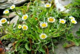 Слика од Erigeron morrisonensis Hayata