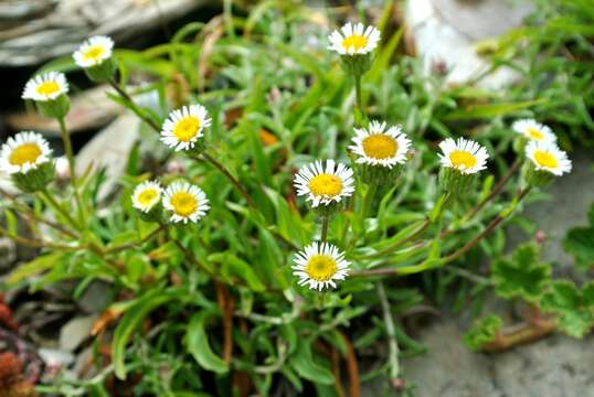 Слика од Erigeron morrisonensis Hayata