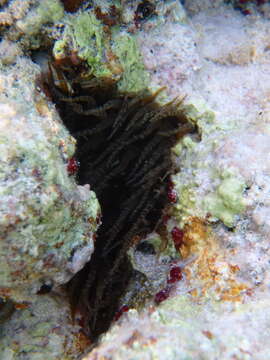 Image of ringed anemone