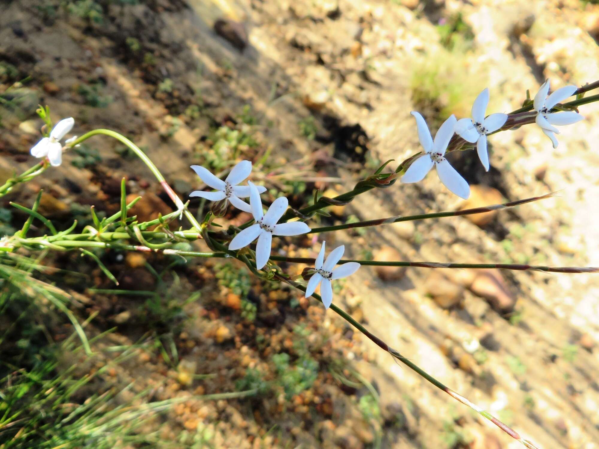 Imagem de Cyphia volubilis var. volubilis