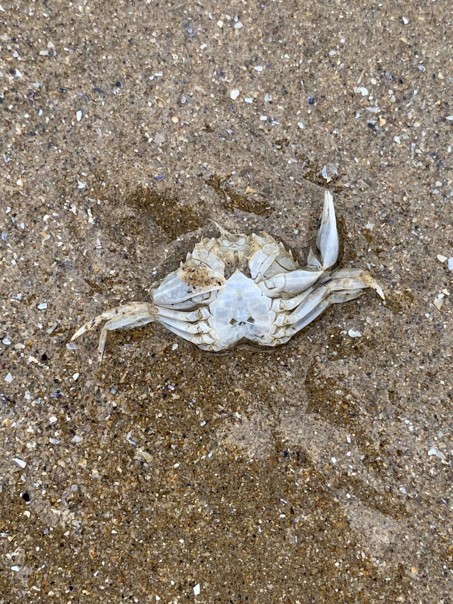 Image of Vernal crab