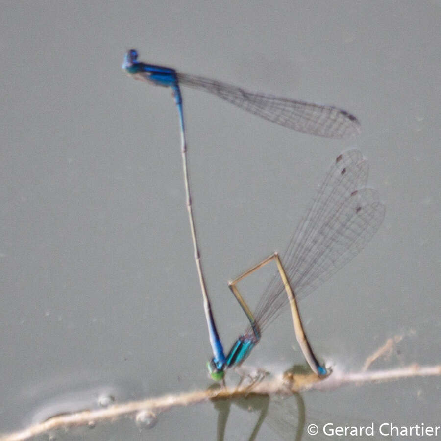 Image of Aciagrion hisopa (Selys 1876)