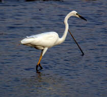 Image of Great Egret