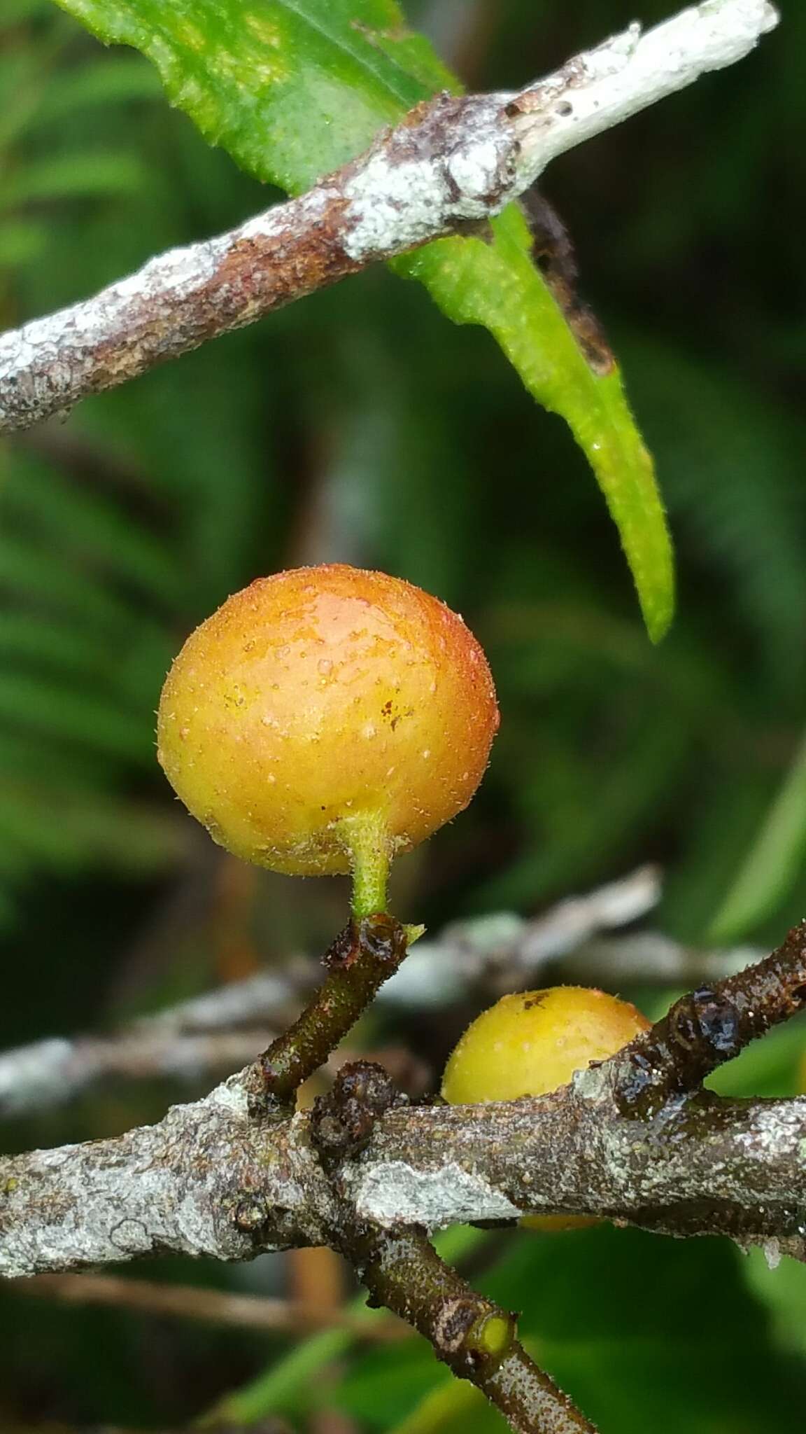 Image de Ficus exasperata Vahl