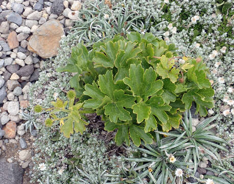 Image of Ranunculus nivicolus Hook.