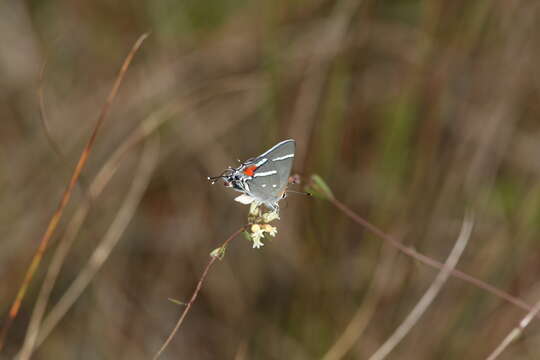 Image of Bartram's hairstreak Butterfly